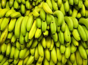 Green cavendish Banana Supplier..