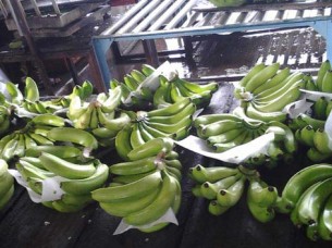 Phillipines Green Banana..