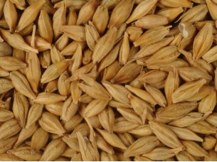 High Quality Barley for Animal Feed..