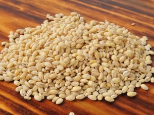 High Quality Healthy Organic Barley Seeds..