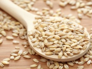 Premium Quality Animal feed Barley Seed..