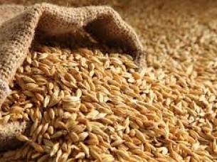Barley Malt At Wholesale Price..