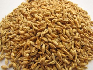 Nutrition Rich Barley For Consumption..