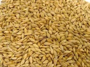 Barley Feed for Animal Consumption..