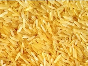 Basmati rice Golden 1509..
