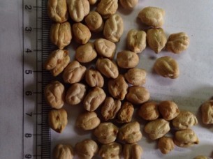 Factory Direct Wholesale Price Chickpeas..