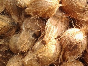 Fresh coconut at Wholesale Price..