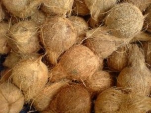 Fresh Semi Husked Coconut..