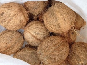 Coconut Semi husked Cheap Price..