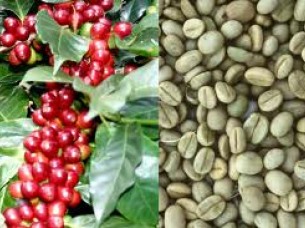 Coffee Beans Arabica From Indian Origin..