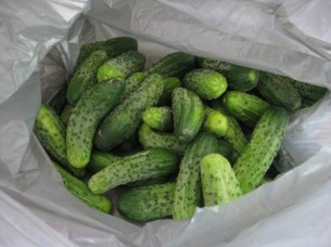Cucumber for Export..