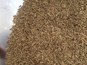 Wholesale Supplier Cumin Seed..