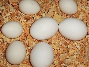 Export Quality Fresh Farm Chicken Eggs..
