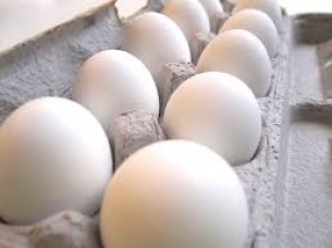 Fresh Healthy White Shell Eggs for Export..