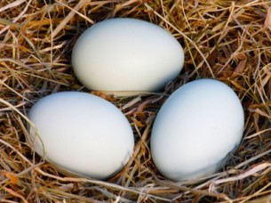 White Shell Eggs for Export Market..