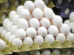 Export Best Quality White Shell Eggs..
