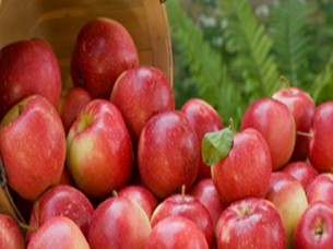 Fresh Fruit Apple Kashmir Apples..
