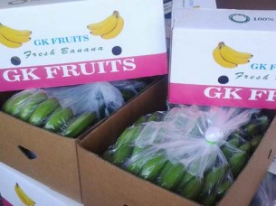 Fresh Phillipines Banana Exporter..