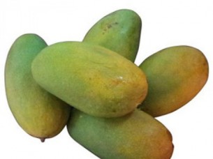 Fresh Sweet Mangoes Supplier Alphonso / Kesar / Langra Man..