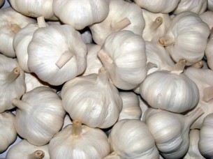 Fresh Garlic Supplier from India..