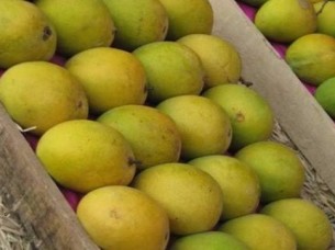 Wholesale Mangoes Exporter..
