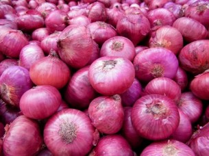 Fresh Pune / Nashik Onion Exporter..