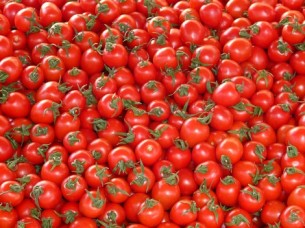 Fresh Tomatoes Supplier from India..