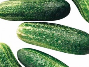 Wholesale Price Cucumber for Export..