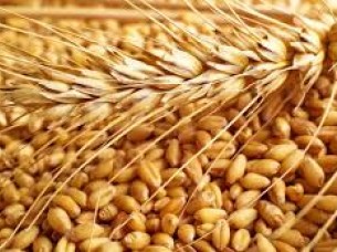 Indian Organic Wheat..