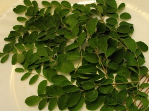Health Benefit Product Moringa Leaf Extract..