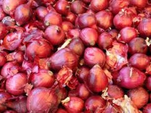 Red Onion Exporter..