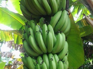 Phillipines Banana Supplier..