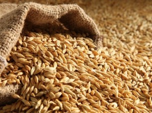 Barley Indian Origin..