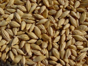 Protein Rich Barley Feed..