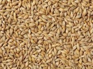 High Quality Barley Seeds..