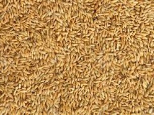 Animal Feed Barley with Cheap Price..
