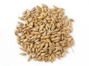 Protein Rich Animal Feed Barley..