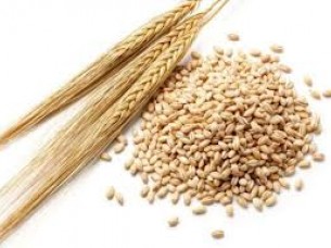 Indian Barley..