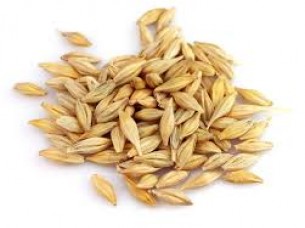 Barley Seeds..