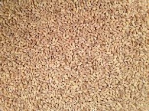 Animal feed Barley From India Hot Supply..