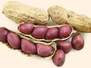 Good quality Groundnuts From India..