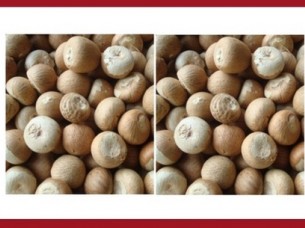 Dried Betel Nut High Quality..