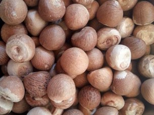 Whole Betel Nuts Best Price..