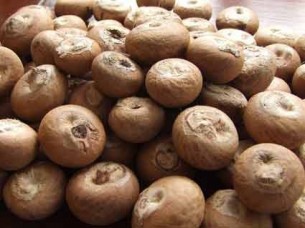 Betel Nuts Premium Quality..