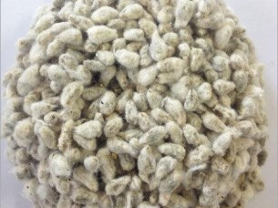 High Quality Cotton Seed..