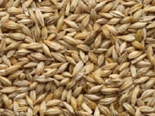 Feed Barley seed..