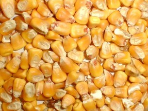 Yellow Maize for Human Consumption..