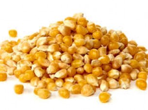 Fresh indian Yellow Maize..