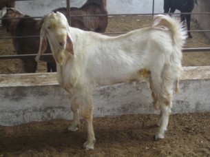 Jamunapari Goat..