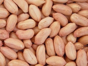 Indian Peanut Exporter..